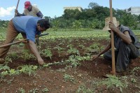 Cuba - Farming